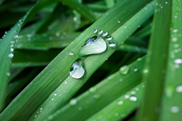 L’unica sua orma in natura; la sua brillantezza…